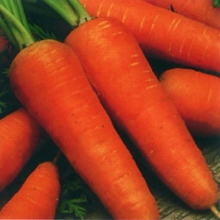 Морковь Шантенэ 2461 - ООО «Семена Тут»
