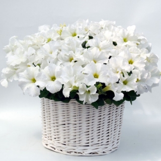 Петуния грандифлора Капри Вайт [1000 драже] - ООО «Семена Тут»