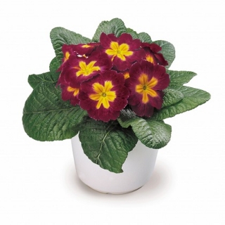 Примула Данова Биколор Бургунди [1000 шт] - ООО «Семена Тут»