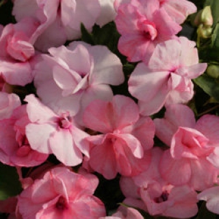 Бальзамин махровый Афина Эппелблоссом [250 шт] - ООО «Семена Тут»
