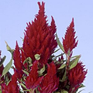 Целозия перистая Айс Крим Черри [1000 шт] - ООО «Семена Тут»