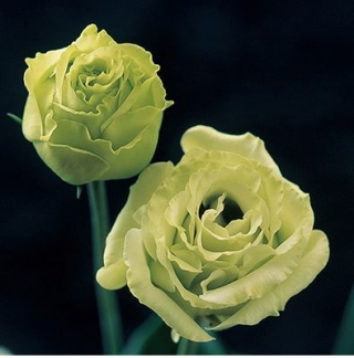 Эустома Крома 1 Грин [1000 драже] - ООО «Семена Тут»