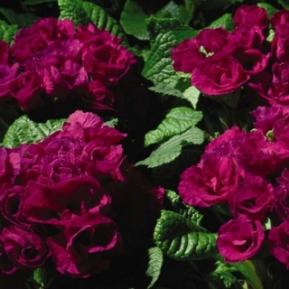 Примула махровая Примлет Парпл [100 шт] - ООО «Семена Тут»