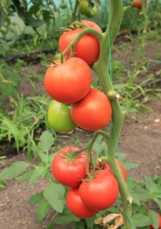 img-1: Томат Белфаст F1* - ООО «Семена Тут»