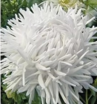 Астра коготковая Белая - ООО «Семена Тут»