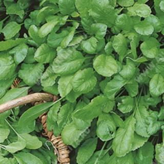 img-0: Кресс-салат Крупнолистовой - ООО «Семена Тут»