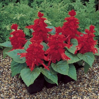 Сальвия Сальса Скарлет [5000 шт] - ООО «Семена Тут»