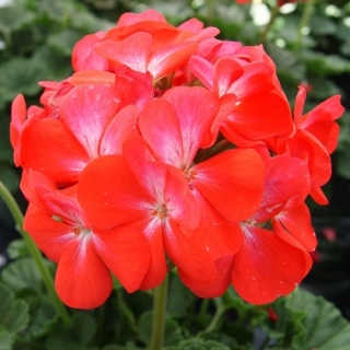 Пеларгония зональная Нано Скарлет [100 шт]* - ООО «Семена Тут»