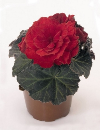 Бегония клубневая Нонстоп Мокка Скарлет [100 шт] - ООО «Семена Тут»