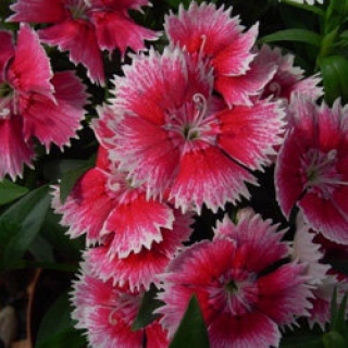 img-1: Гвоздика Чиба Черри Пикоти [100 шт] - ООО «Семена Тут»