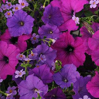 Мультисмесь Фузейблс Хилинг Вотерс [100 драже] - ООО «Семена Тут»