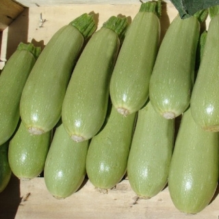 Кабачок Асма F1 - ООО «Семена Тут»