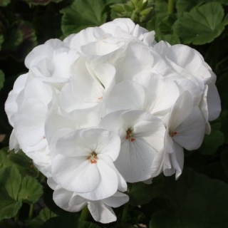 Пеларгония зональная Горизонт Пьюр Вайт [1000 шт] - ООО «Семена Тут»