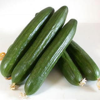 img-0: Огурец Стелла F1 - ООО «Семена Тут»