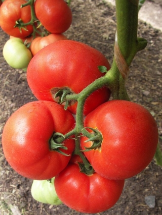 Томат Биг Биф F1 - ООО «Семена Тут»