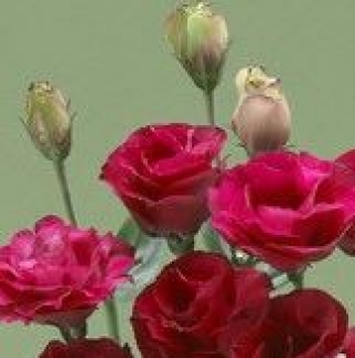 Эустома Крома 3 Ред [1000 драже] - ООО «Семена Тут»