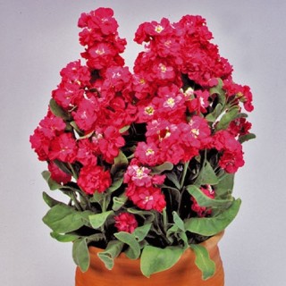 Маттиола Синдерелла Ред [1000 шт] - ООО «Семена Тут»