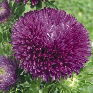 img-1: Астра Гала Парпл [1000 шт] - ООО «Семена Тут»