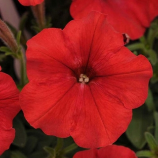 Петуния ампельная F1 Изи Вэйв Ред [250 драже] - ООО «Семена Тут»