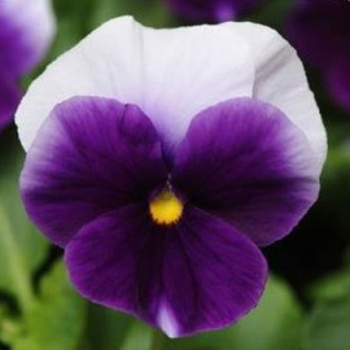 Виола крупноцветковая Инспайер Плюс Биконсфилд [1000 шт] - ООО «Семена Тут»