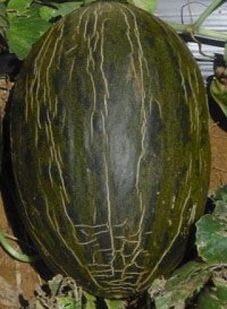 img-1: Дыня Сисапо F1 - ООО «Семена Тут»