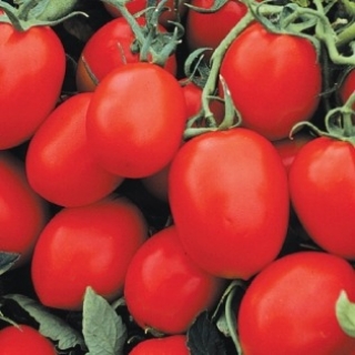 Томат Фриско F1* - ООО «Семена Тут»