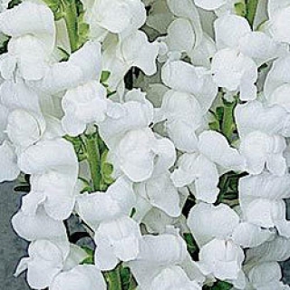 Львиный зев Мэриленд (группа 1,2) Вайт [1000 шт] - ООО «Семена Тут»