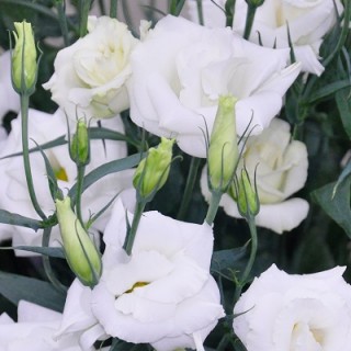 Эустома Арена 3 Вайт [500 драже] - ООО «Семена Тут»