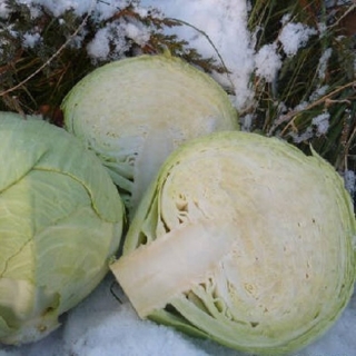 Капуста белокочанная Каяк F1 - ООО «Семена Тут»