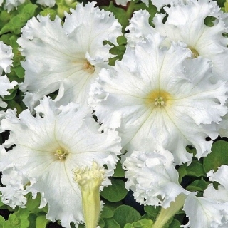 Петуния грандифлора Афродита белая [100 драже] - ООО «Семена Тут»