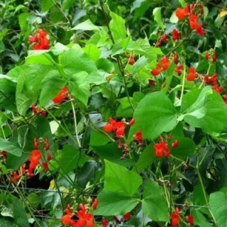 Фасоль вьющаяся Огненно-красная - ООО «Семена Тут»