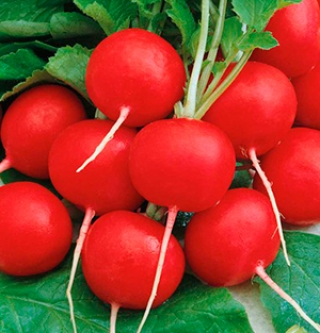 Редис Кардинал F1 (инкруст. семена) (фр. 2,75-3,0 мм) - ООО «Семена Тут»