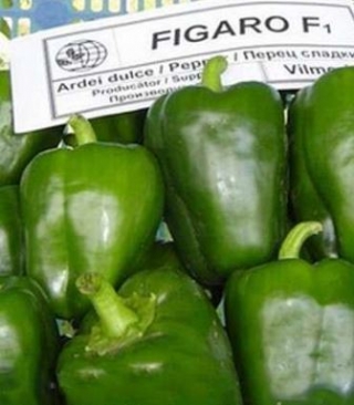 Перец Фигаро F1 - ООО «Семена Тут»