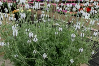 img-1: Лаванда Торч F1 Минти айс [1000 шт] - ООО «Семена Тут»