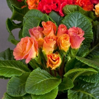 Примула махровая Розанна Эприкот Шейдес [100 шт] - ООО «Семена Тут»