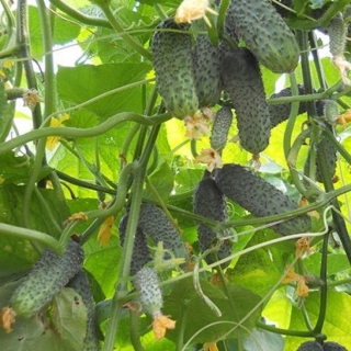 img-0: Огурец СВ 4097 ЦВ F1 - ООО «Семена Тут»