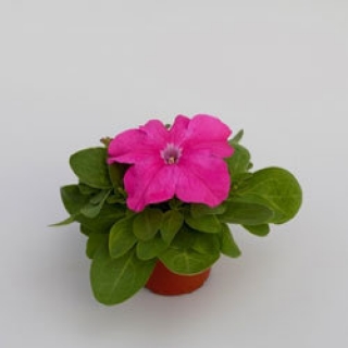 Петуния грандифлора Эспрессо Грандэ Пинк [1000 драже] - ООО «Семена Тут»