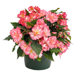 img-2: Бегония клубневая Нонстоп Джой Роуз Пикоти [500 драже] - ООО «Семена Тут»