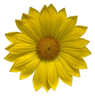 img-1: Газания Энорма Еллоу [1000 шт] - ООО «Семена Тут»