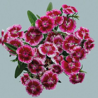 img-0: Гвоздика Чиба Черри Пикоти  [1000 шт] - ООО «Семена Тут»