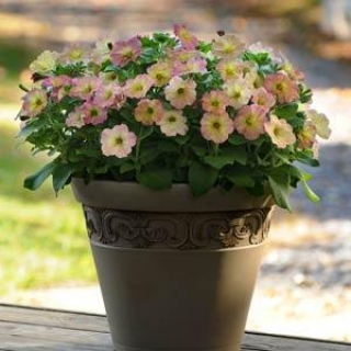 img-1: Петуния мультифлора Дебонаир Дасти Роуз [1000 драже] - ООО «Семена Тут»