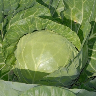 Капуста белокочанная Кевин F1 - ООО «Семена Тут»