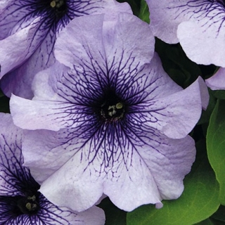 Петуния грандифлора Лимбо Джи Пи Блю Вейнед [10000 драже] - ООО «Семена Тут»