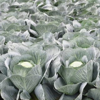 Капуста белокочанная Флексима F1 - ООО «Семена Тут»