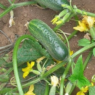 Огурец Спартак F1 - ООО «Семена Тут»