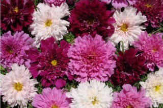 img-1: Космея Махровая кнопка [5 гр] - ООО «Семена Тут»