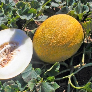 Дыня Темрючанка - ООО «Семена Тут»