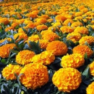 Бархатцы прямостоячие низкорослые Золотисто-оранжевые - ООО «Семена Тут»