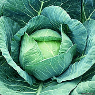 Капуста белокочанная Форсаж - ООО «Семена Тут»