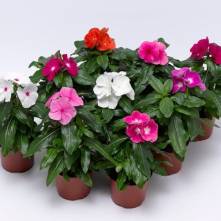 Катарантус Кора XDR смесь [1000 штук] - ООО «Семена Тут»